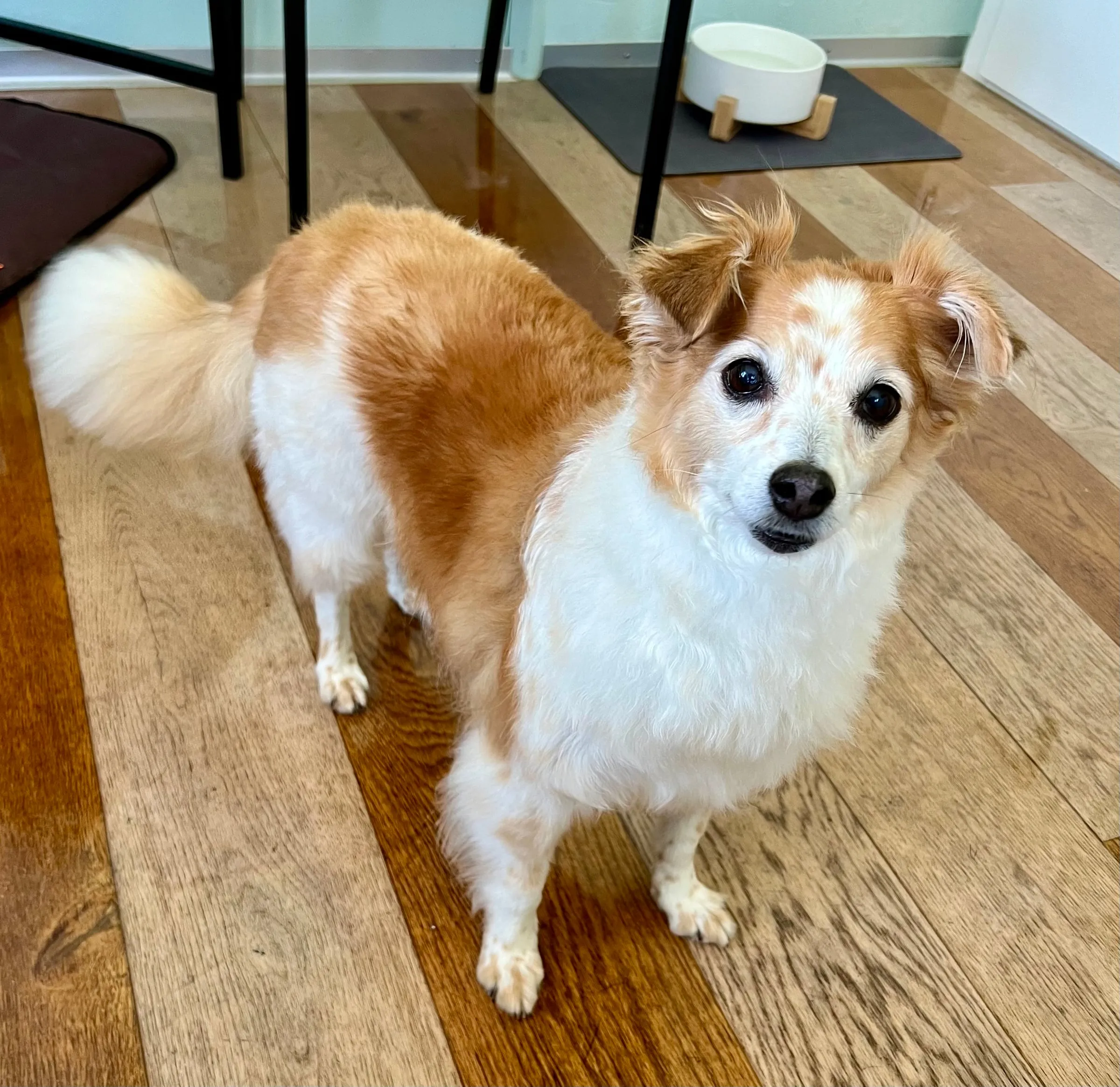 Weiss-brauner Hund steht auf dem Holzboden im Salon