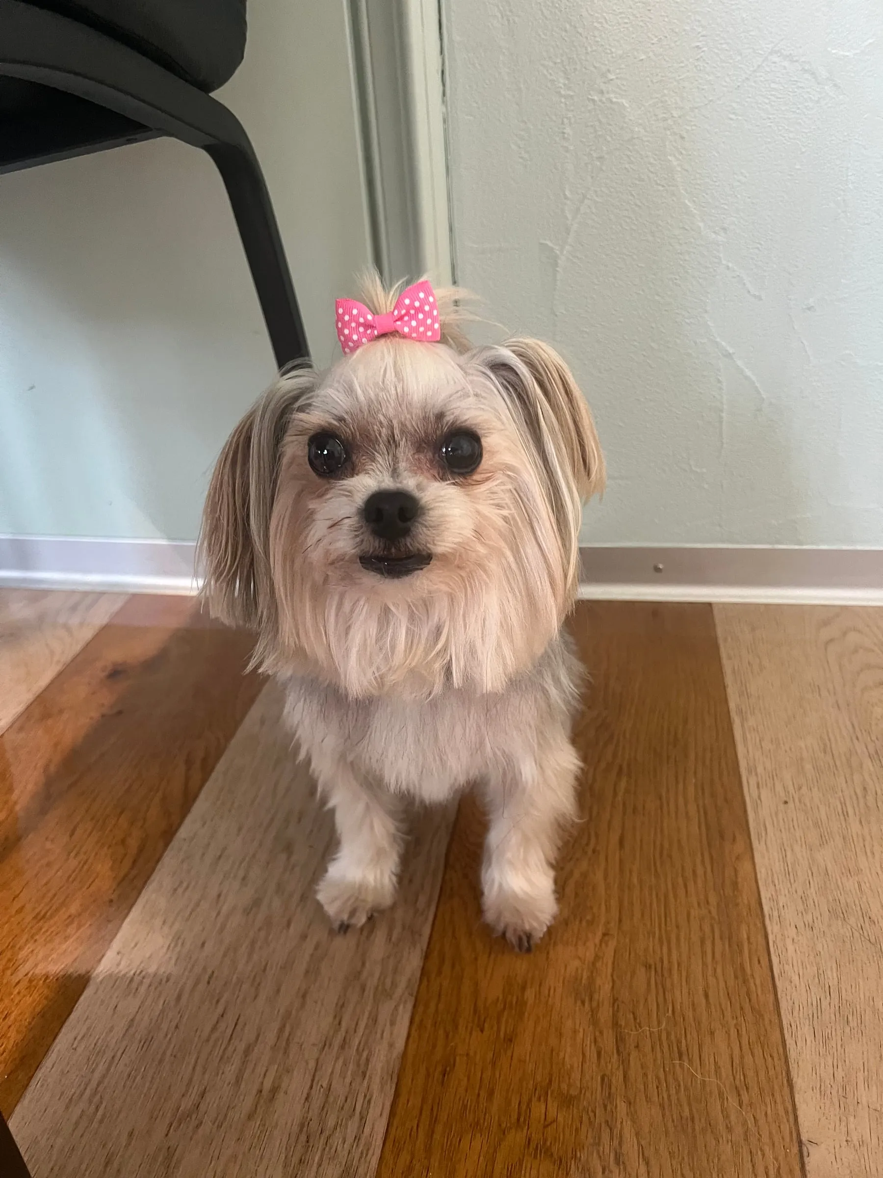 Hund mit langem Fell und rosa Schleife sitzt im Salon